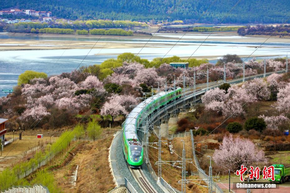 西藏拉林铁路沿线桃花盛放