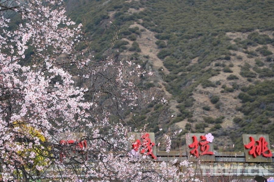 行走雪域高原，见证崭新西藏——纪念西藏和平解放73周年